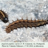 argynnis paphia pyatigorsk larva l5 1